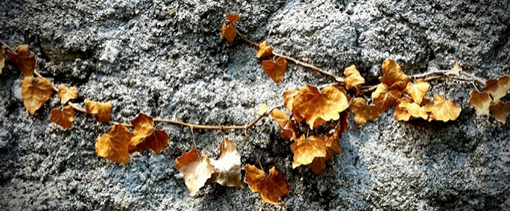 Istanbul - Việt Nam